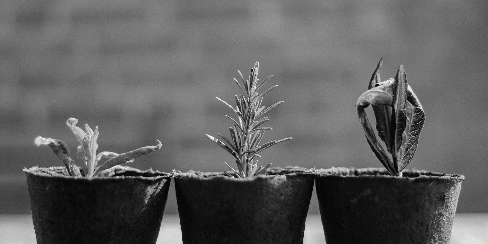 Etapas de crescimento da planta.